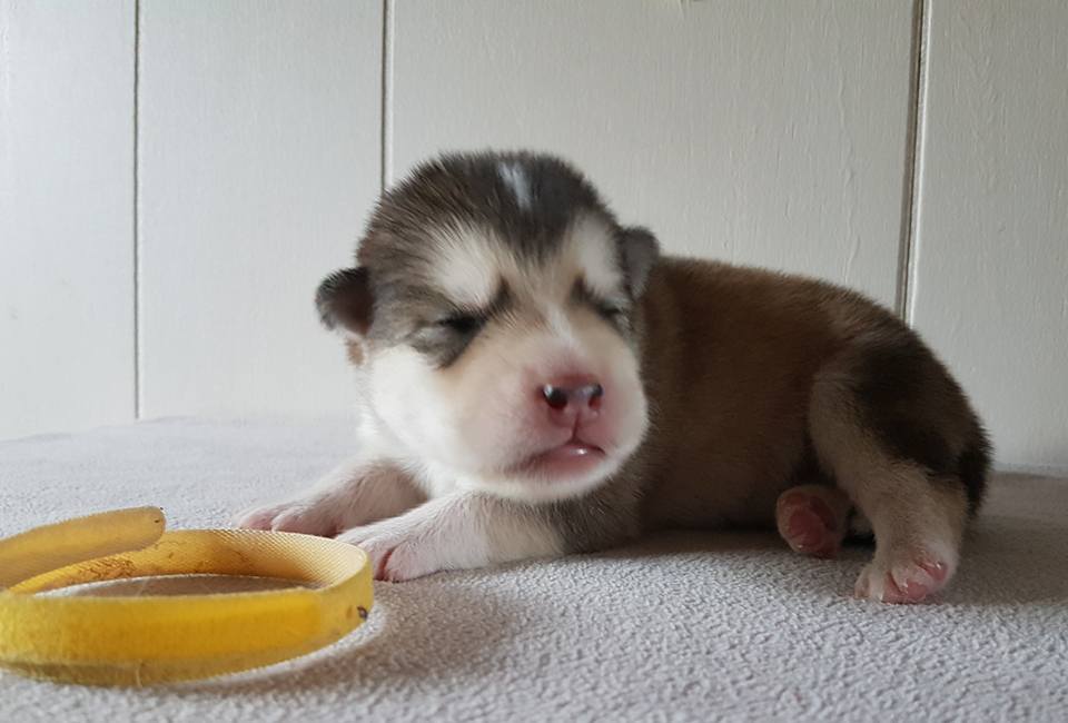 Lightning pige 4 (1week)