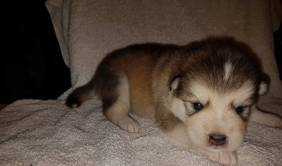 Lightning pige 4 (2weeks)