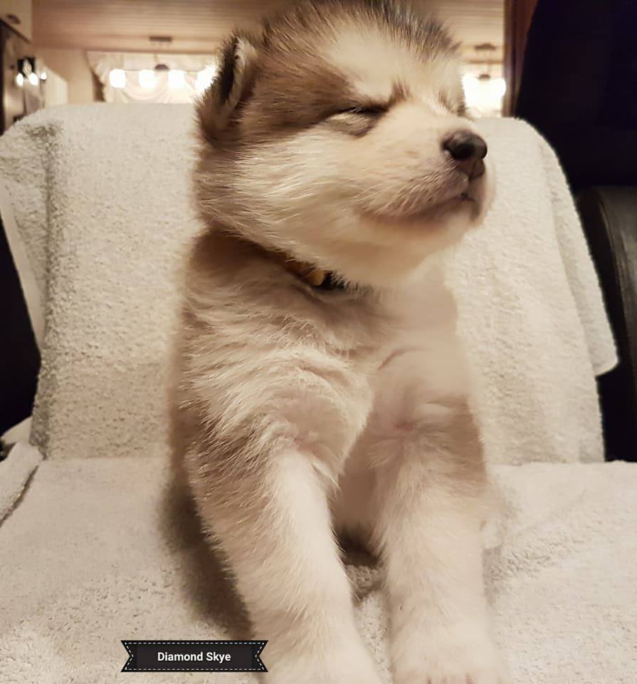 Lightning pige 4 (4weeks)