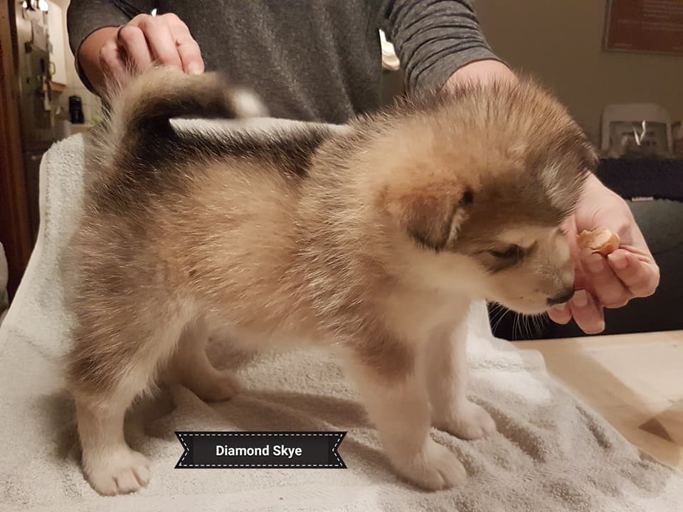 Lightning pige 4 (5weeks)