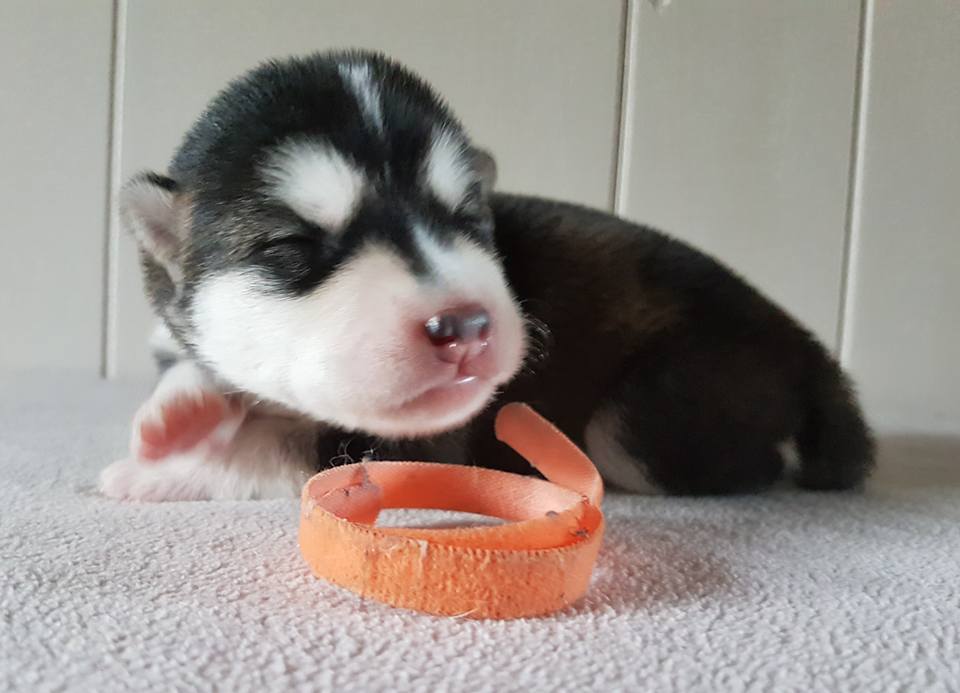 Lightning pige 5 (1week)