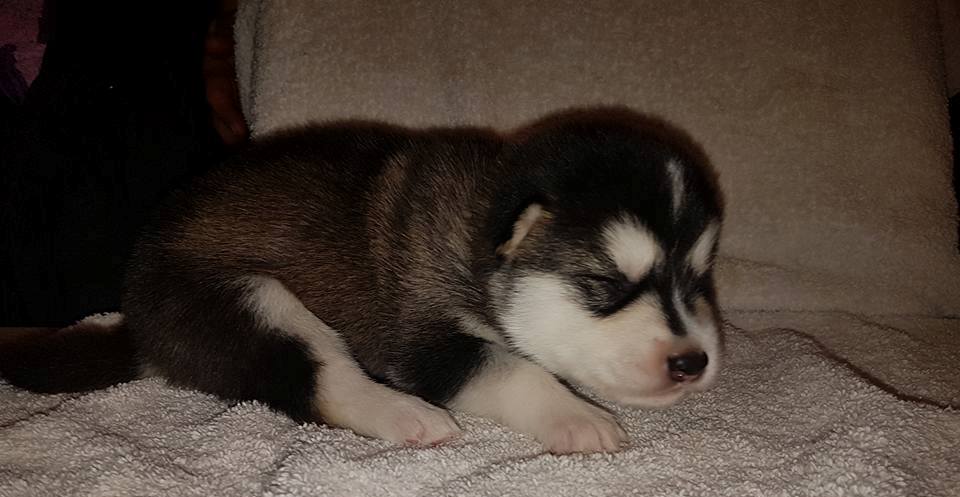 Lightning pige 5 (2weeks)