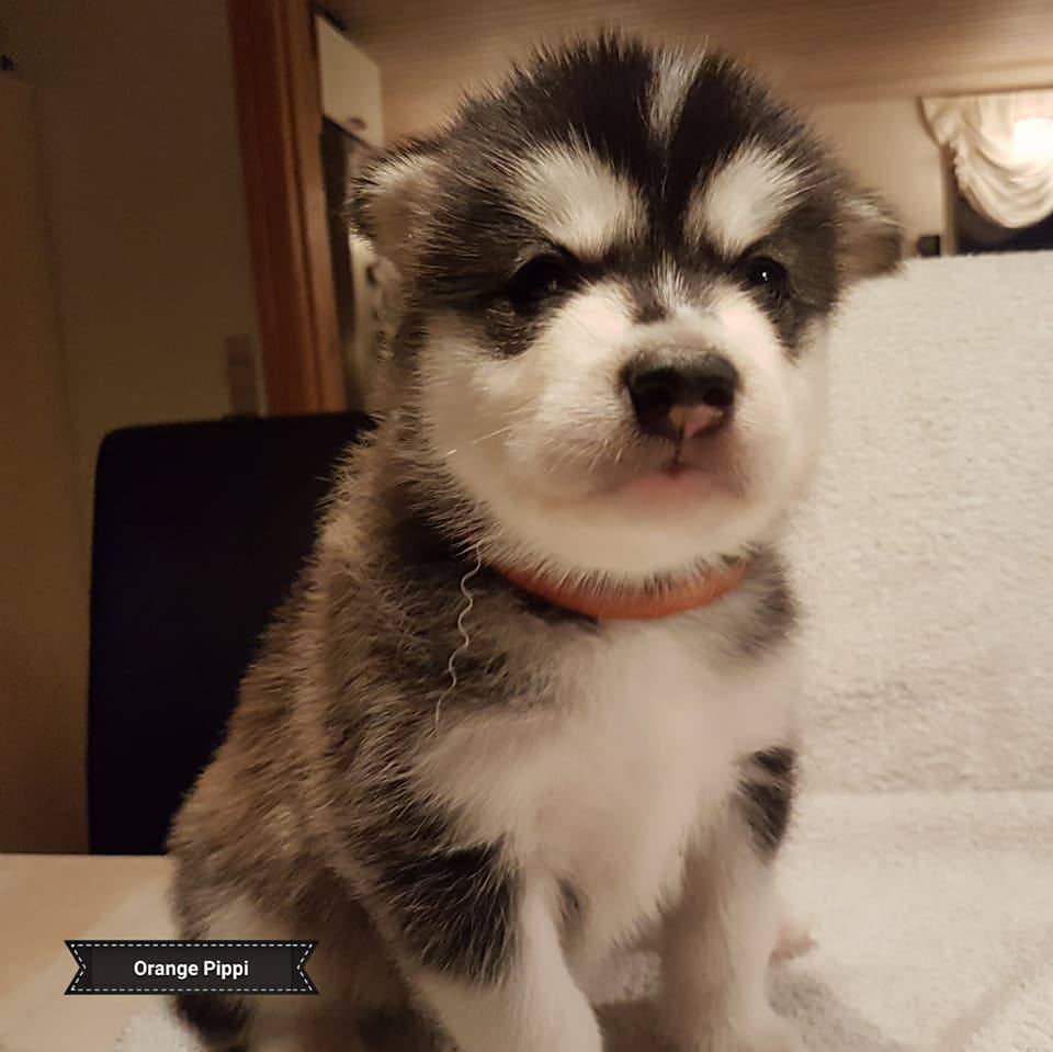 Lightning pige 5 (4weeks)