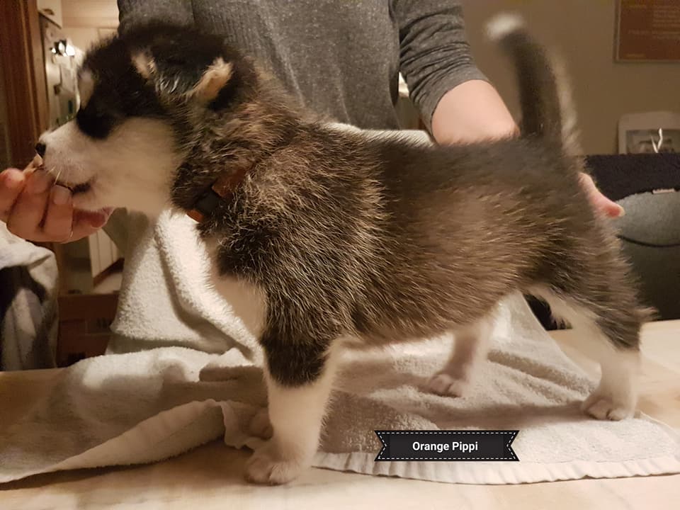 Lightning pige 5 (5weeks)