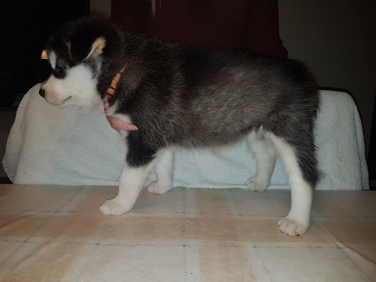 Lightning pige 5 (6 Weeks) (1)