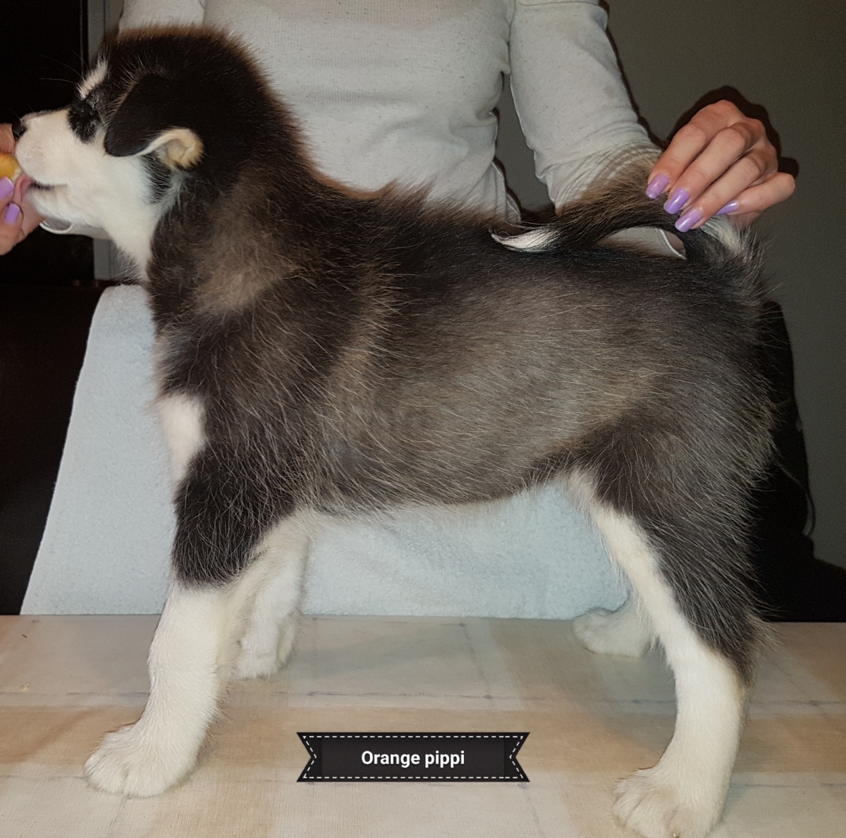 Lightning pige 5 (7 weeks) (1)