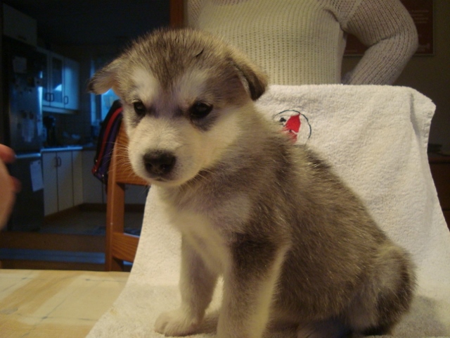 Luna 5 uger