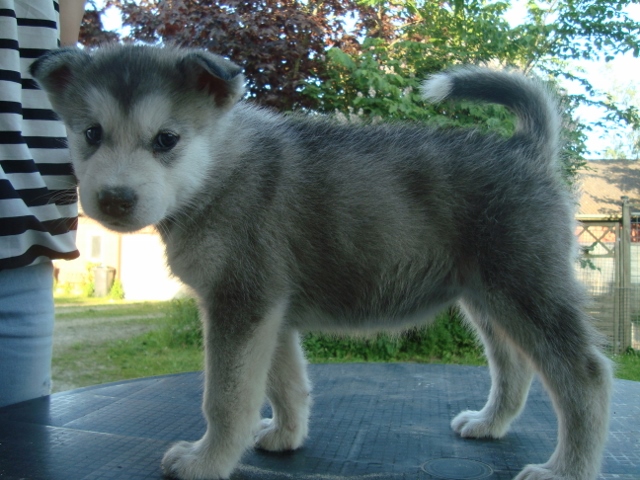 Luna 6 uger