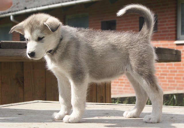Luna 7 uger
