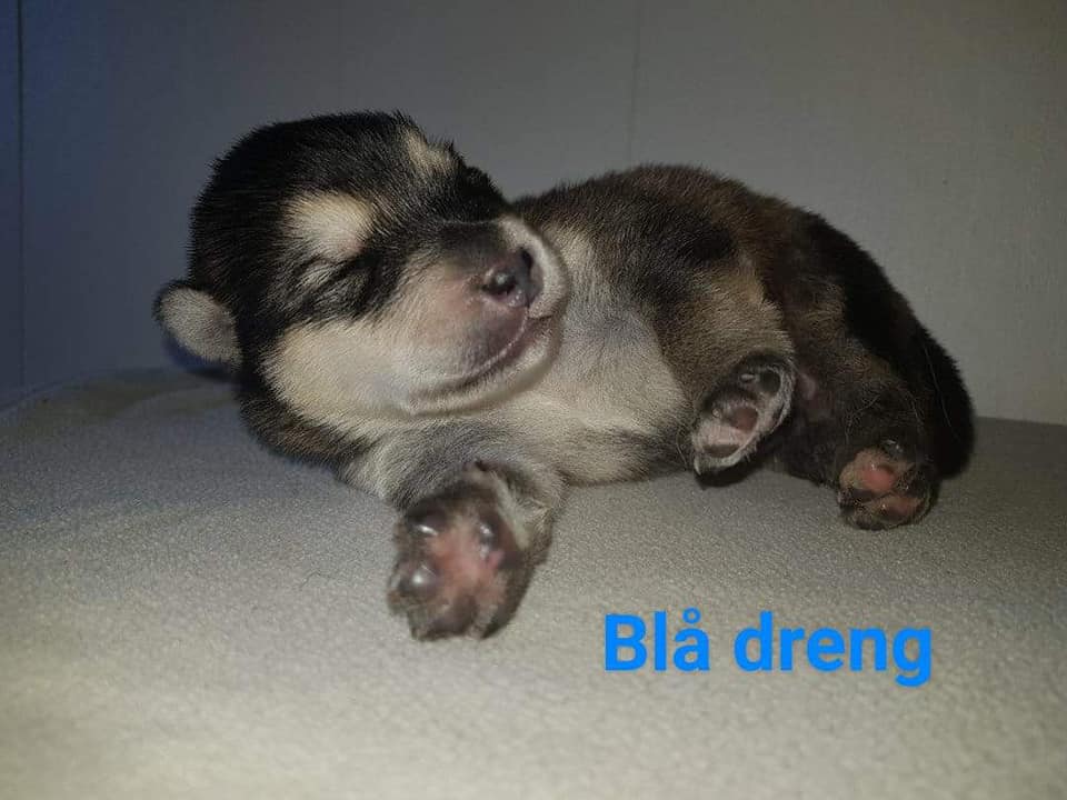 M-litter Dreng 1, 1 uge