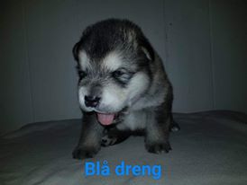 M-litter Dreng 1, 3 uger