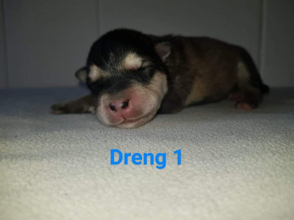 M-litter Dreng 1, dag 3