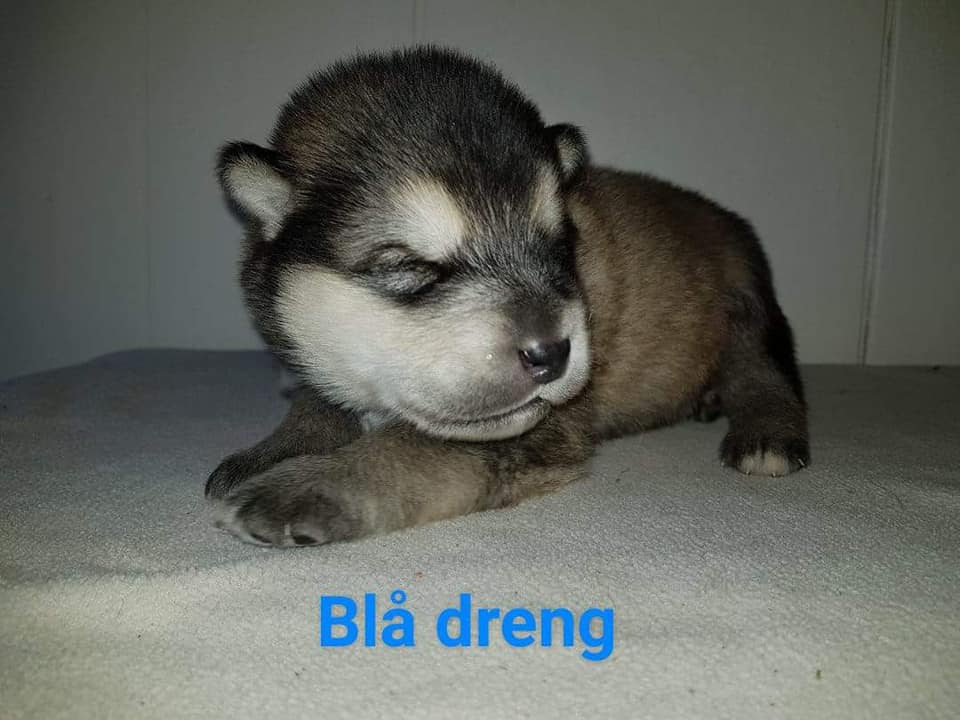M-litter Dreng 1 2 uger
