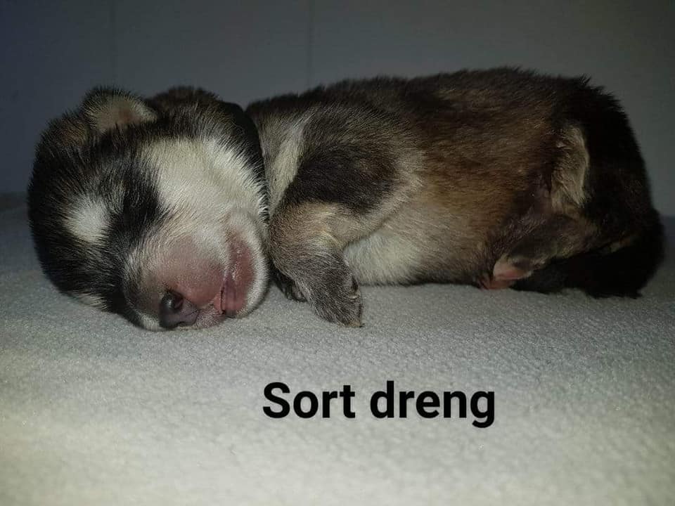 M-litter Dreng 2, 1 uge