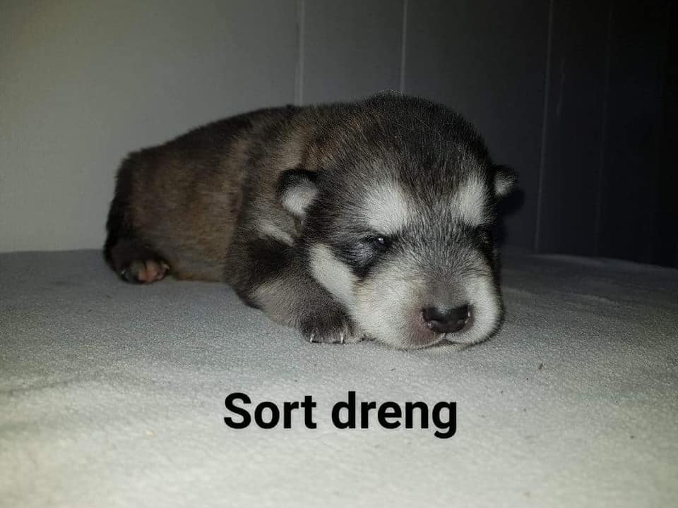 M-litter Dreng 2, 2 uger