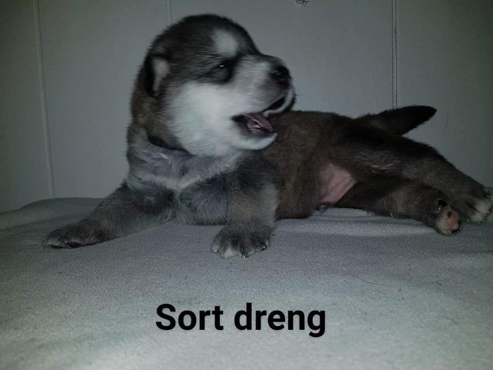 M-litter Dreng 2, 3 uger