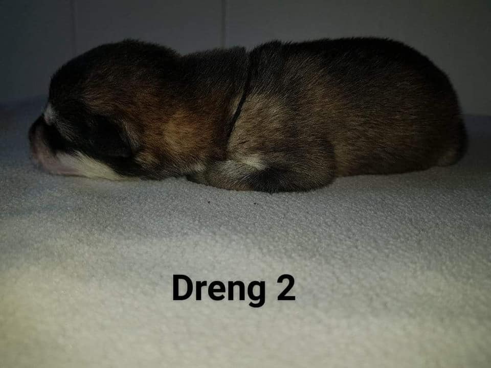 M-litter Dreng 2 dag 3