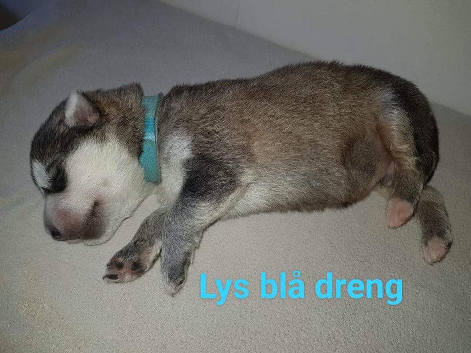 M-litter Dreng 3, 1 uge