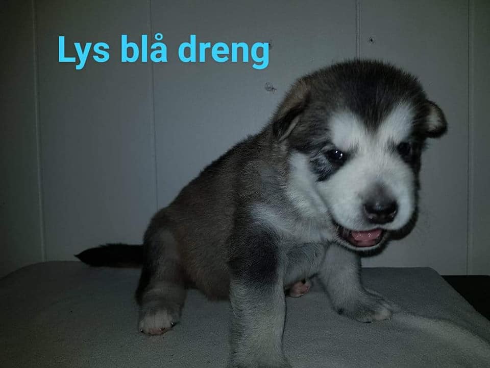 M-litter Dreng 3, 3 uger