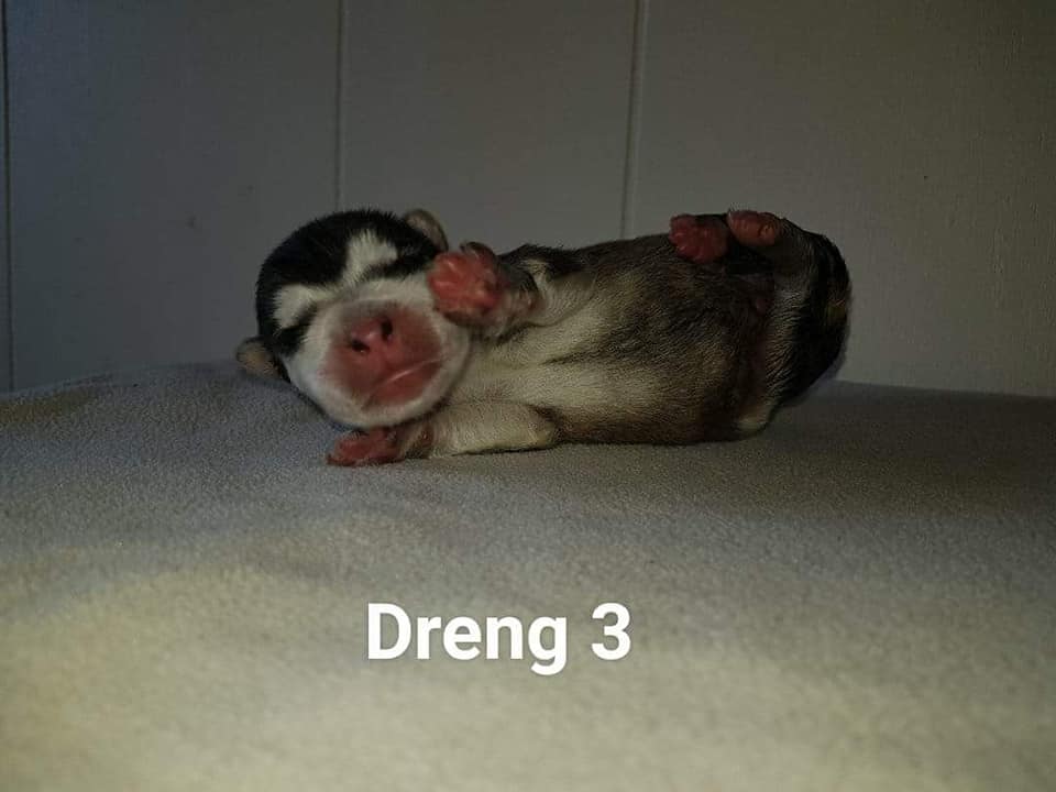 M-litter Dreng 3, dag 3