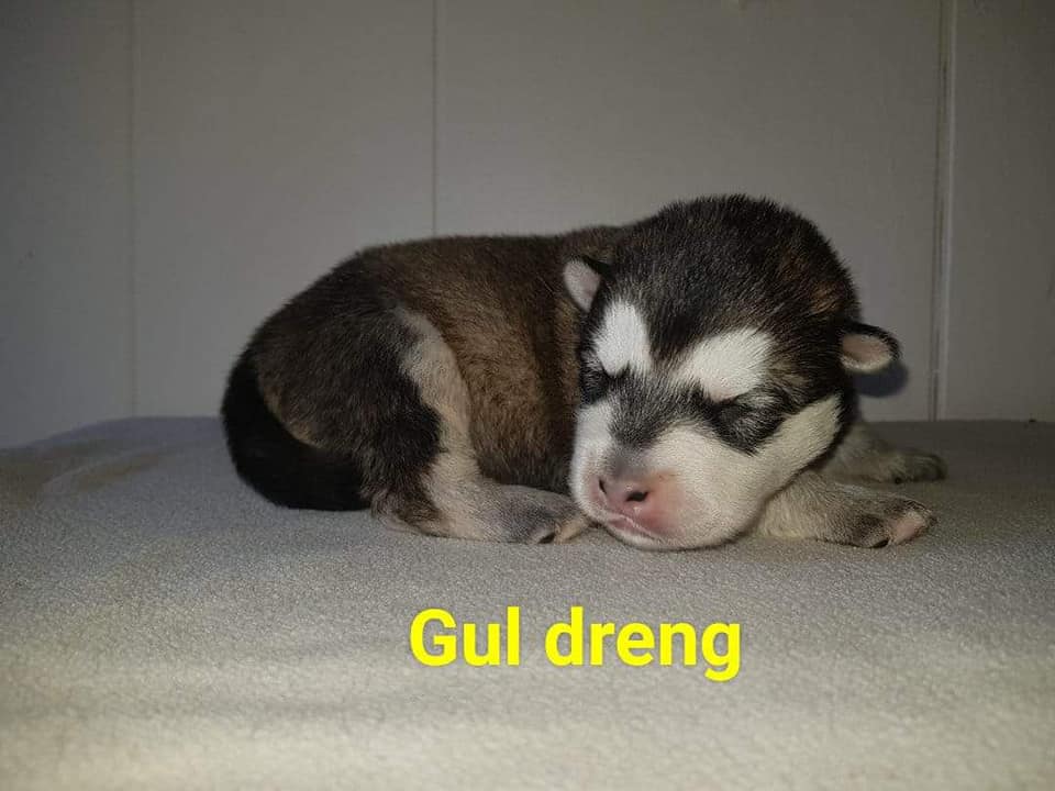 M-litter Dreng 4, 1 uge