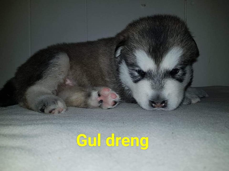 M-litter Dreng 4, 3 uger