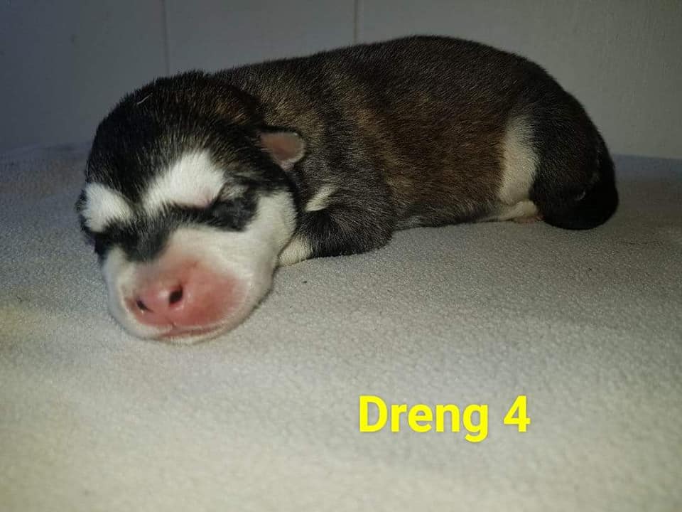 M-litter Dreng 4, dag 3