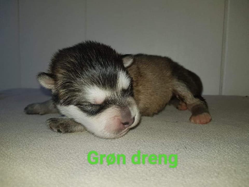 M-litter Dreng 5, 1 uge