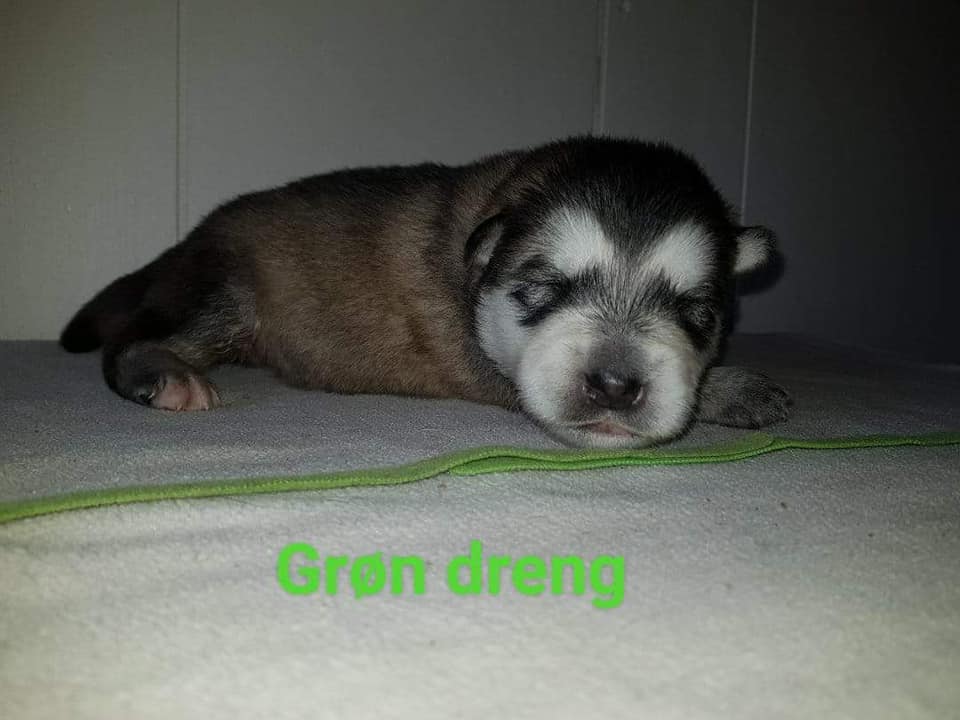 M-litter Dreng 5, 2 uger