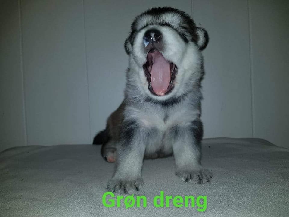 M-litter Dreng 5, 3 uger