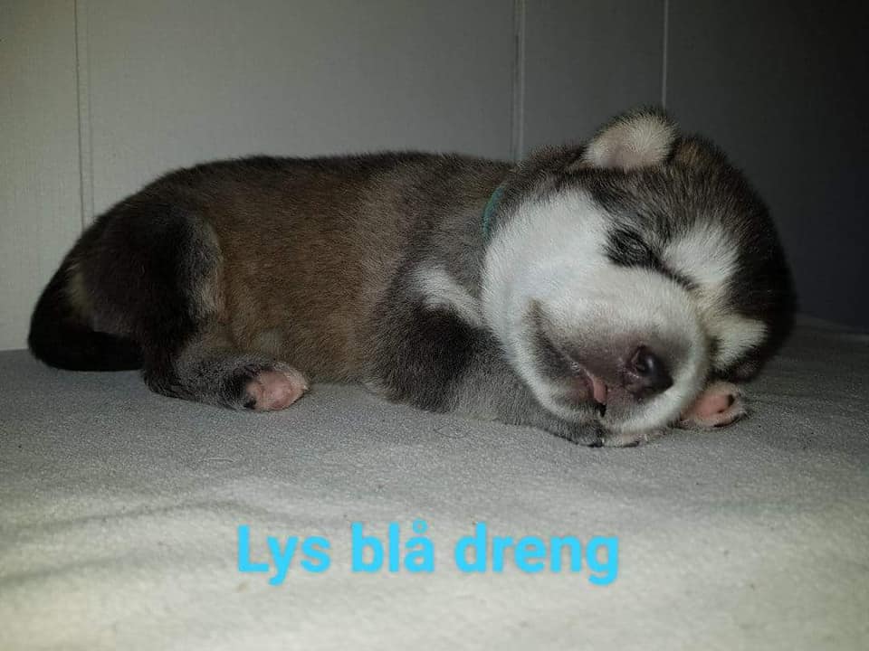 M-litter dreng 3, 2 uger