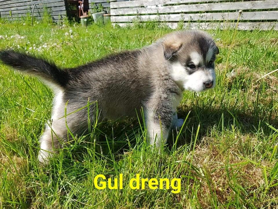 MM Akiak, 5 uger (2)