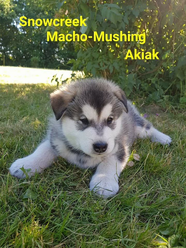 Snowcreek Macho-Musher Akiak