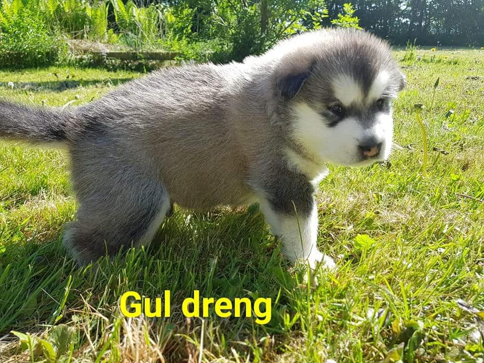 MM Akiak 4, 4 uger