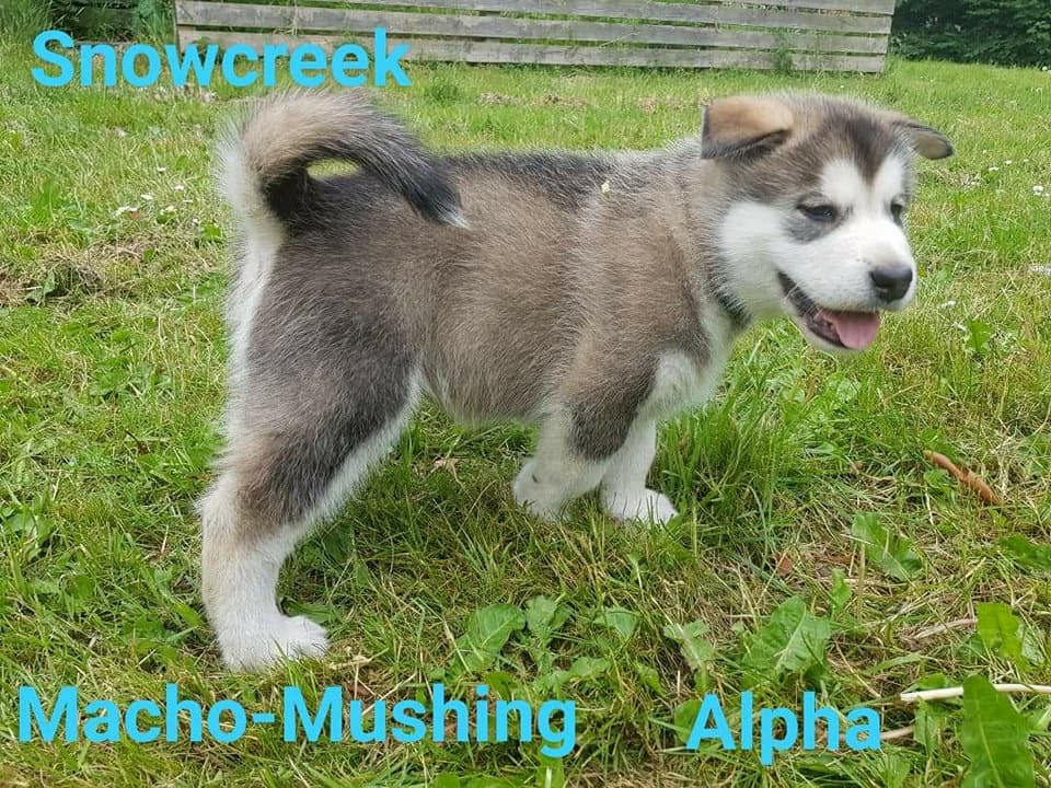 MM Alpha, 6 uger (2)