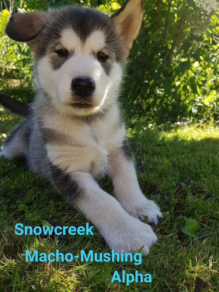 Snowcreek Macho-Musher Alpha