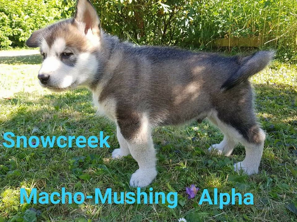MM Alpha, 7 uger (2)