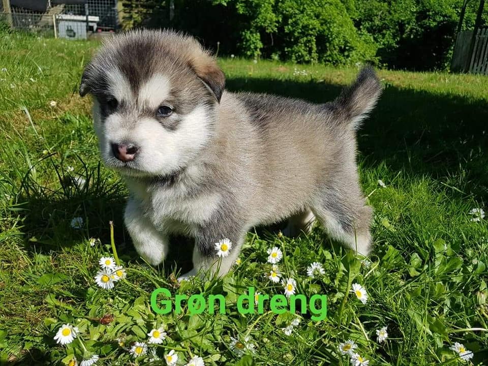 MM Balto, 5 uger (2)