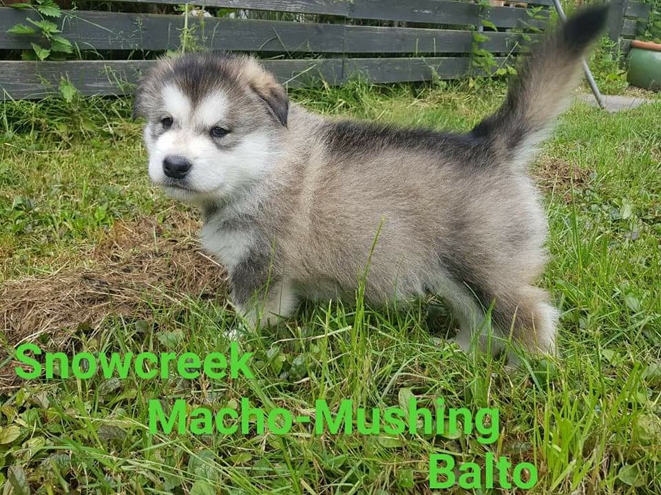 MM Balto, 6 uger (2)