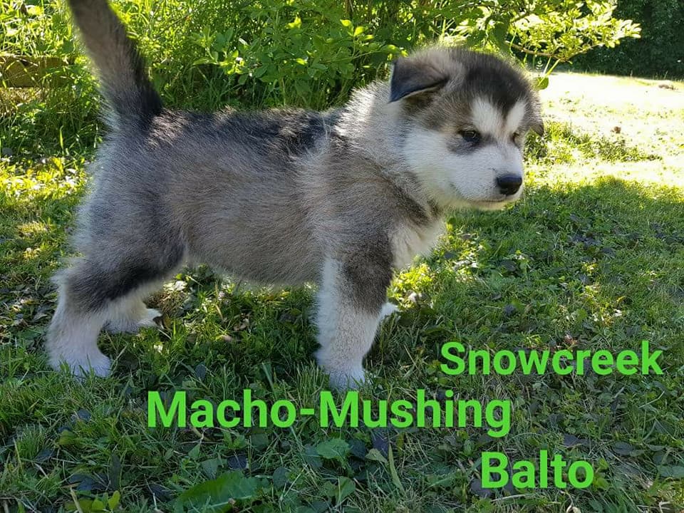 MM Balto, 7 uger (2)