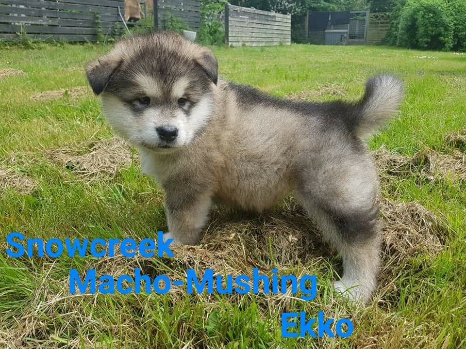 MM Ekko, 6 uger (2)