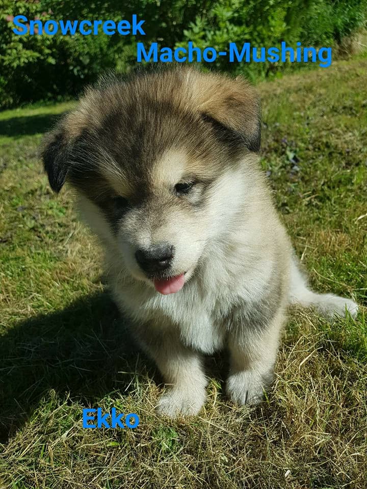 Snowcreek Macho-Musher Ekko