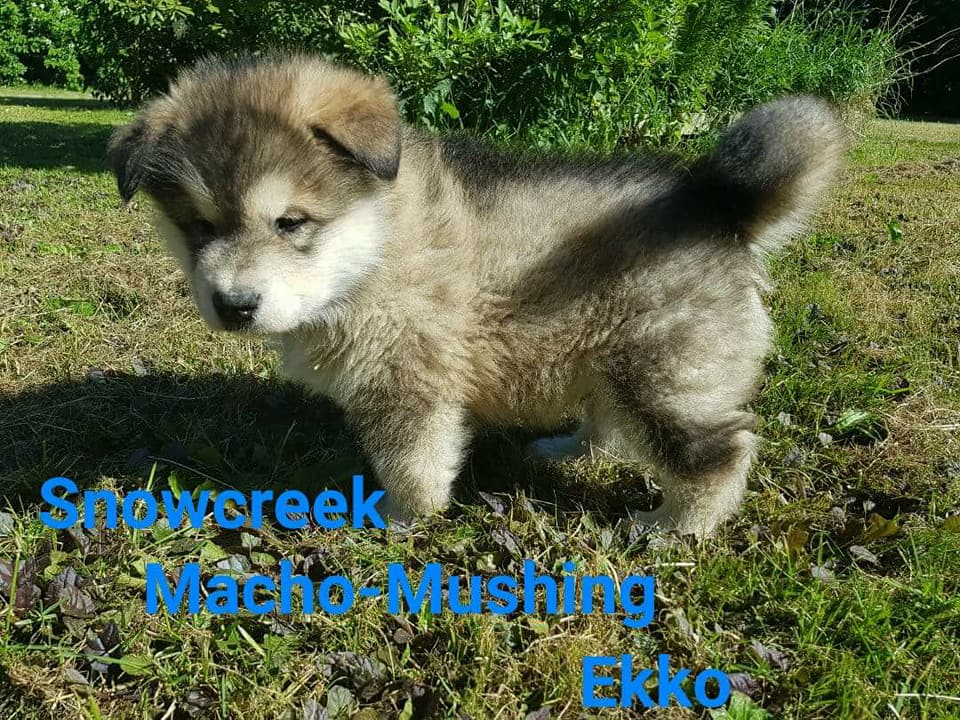 MM Ekko, 7 uger (2)
