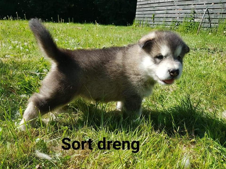 MM Thor, 5 uger (2)