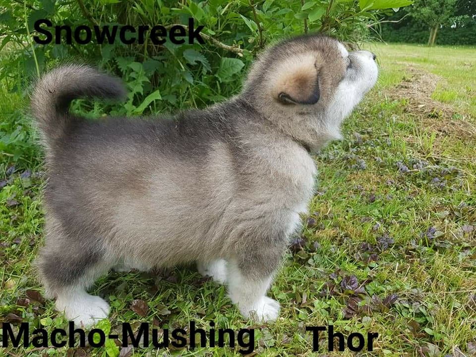 MM Thor, 6 uger (2)