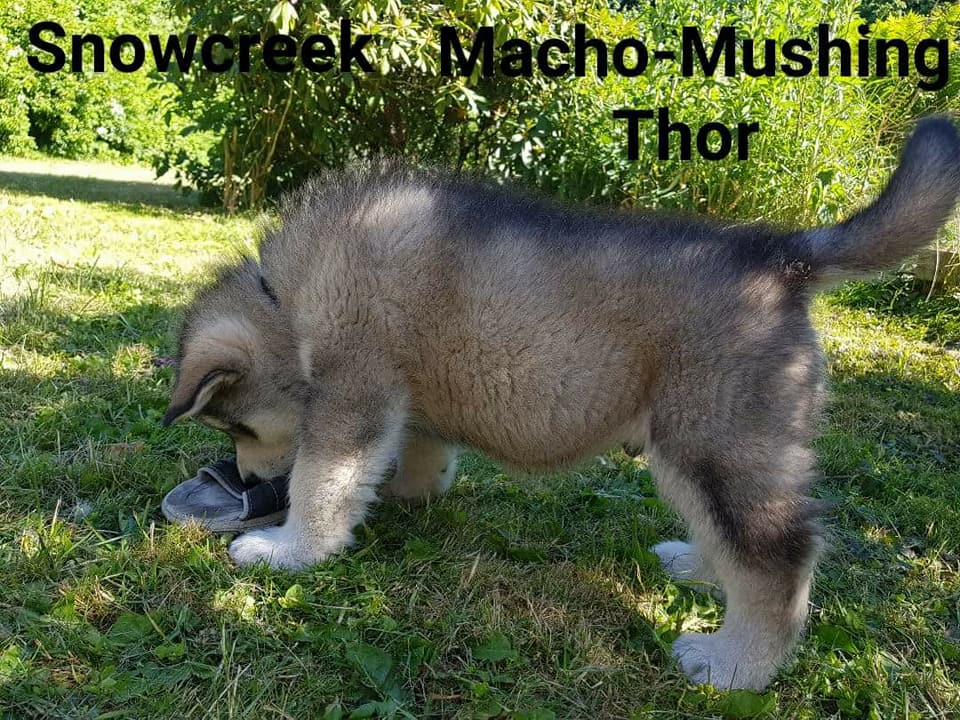 MM Thor, 7 uger (2)