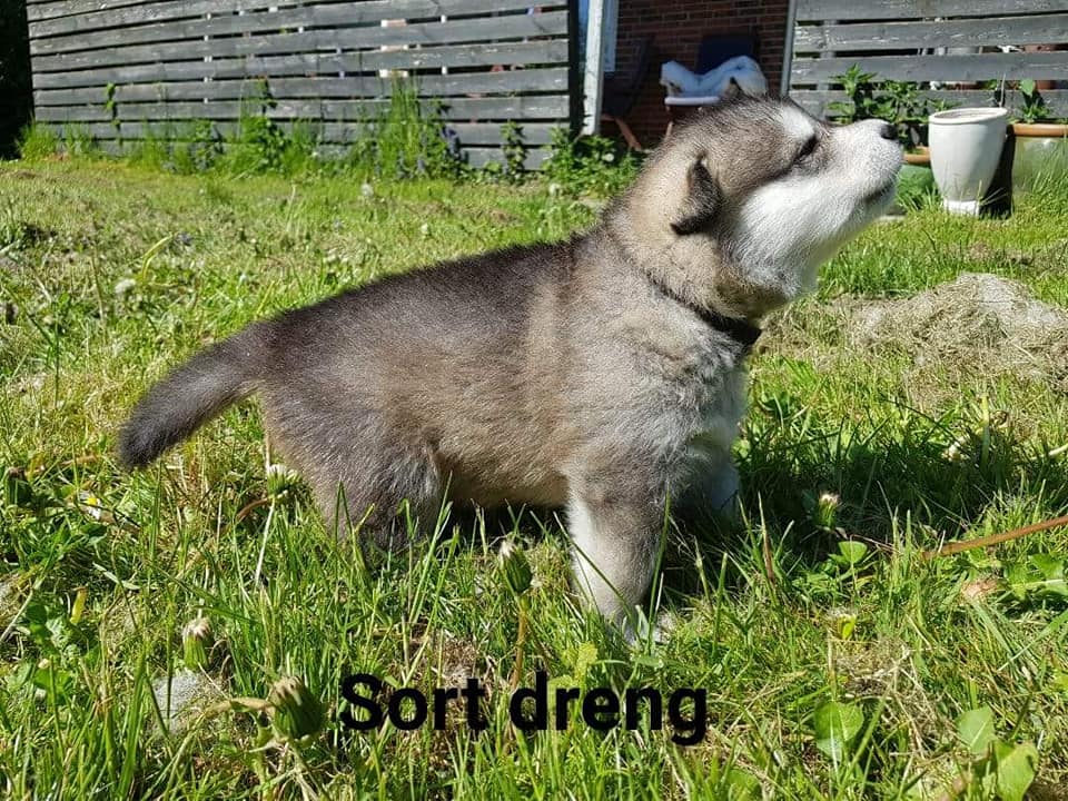 MM Thor , 4 uger