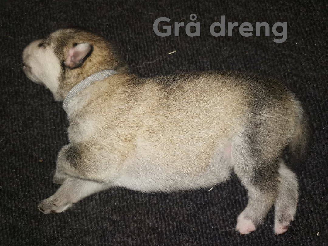 N-boy 2- 1 week
