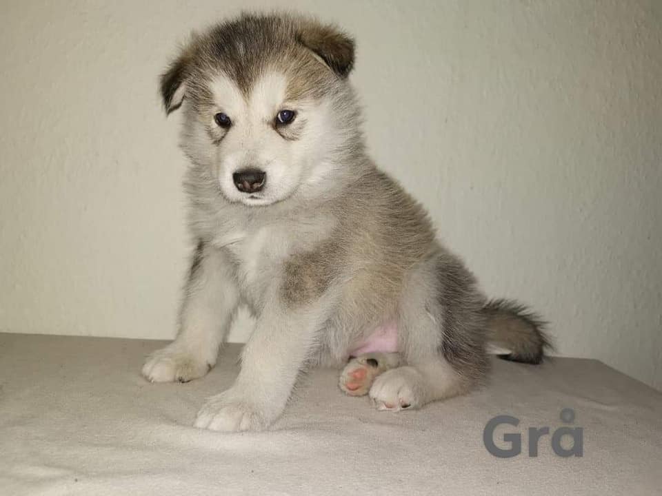 N-boy 2- 5 weeks