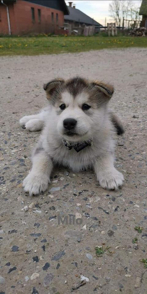 N-boy 2- 6 weeks